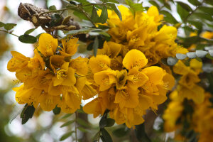 Sophora 'Dragon's Gold'